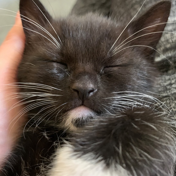 Meet your Posher - Picture 1 of 1